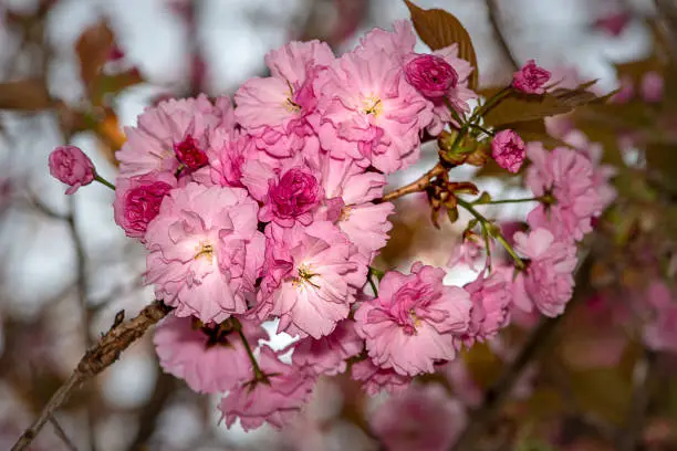 closeup view of pink blossoms in springtime