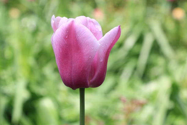 istock Beautiful white and red spring tulip on a blurred background 1149899749