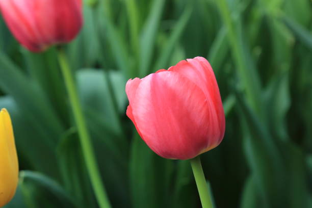 istock Bright red spring tulip with picturesque beauty 1149899766