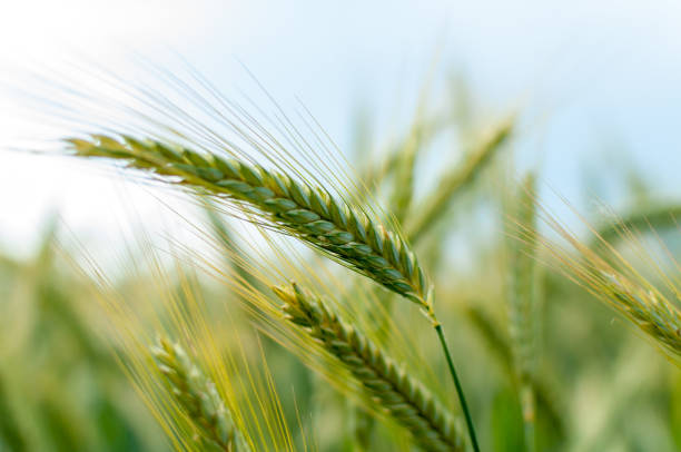 istock Close-up of green wheat 1149900005