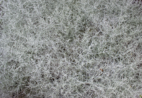 Nature background from cushion bush leucophyta brownii