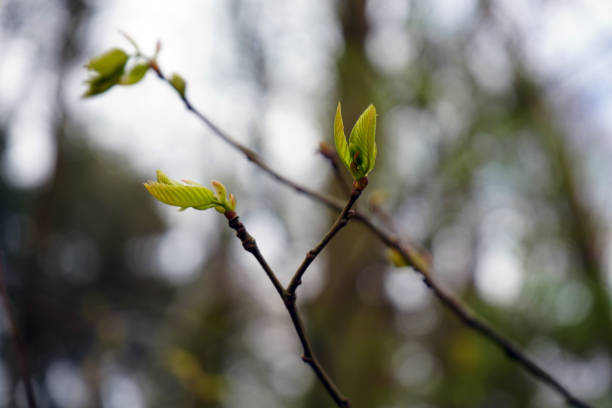 istock Small green leaves in the spring 1149901425