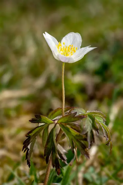 closeup view of that beautiful early flowering plant