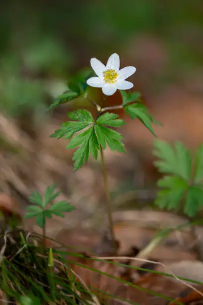 closeup view of that beautiful early flowering plant