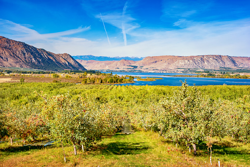 Stock photograph of an apple orchard in Brewster, Okanogan County, Washington state, USA on a sunny day.