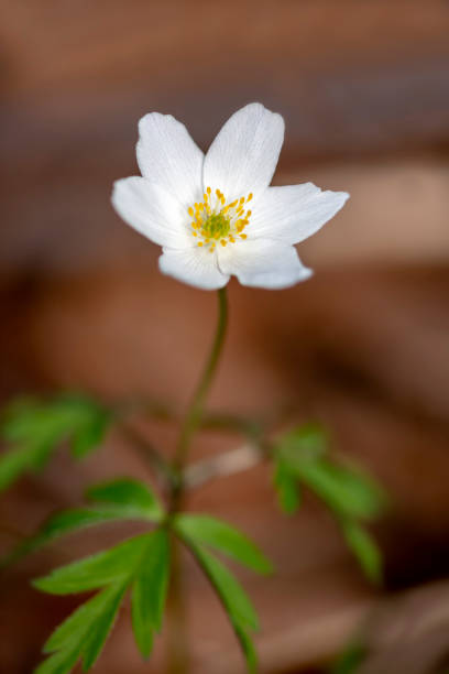 istock thimbleweed or windflower - Anemone nemorosa 1149901660