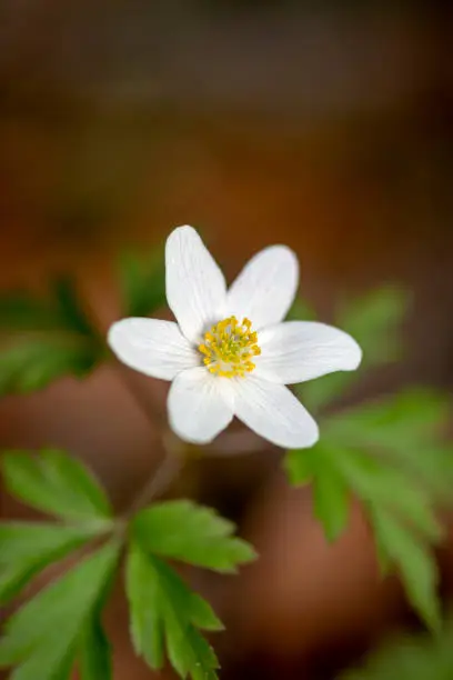 closeup view of that beautiful early flowering plant