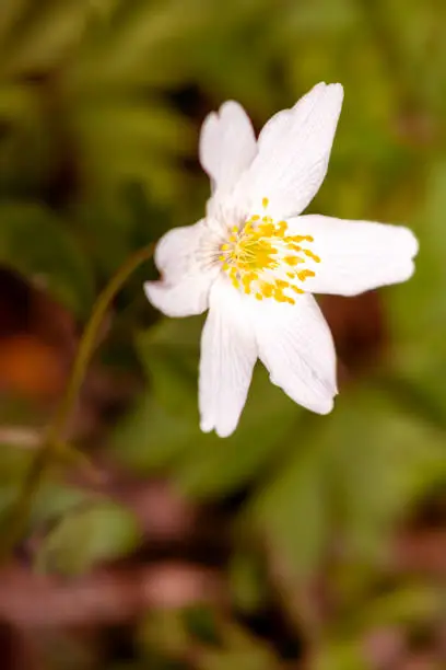 closeup view of that beautiful early flowering plant