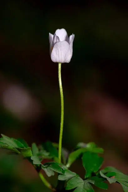 closeup view of that beautiful early flowering plant