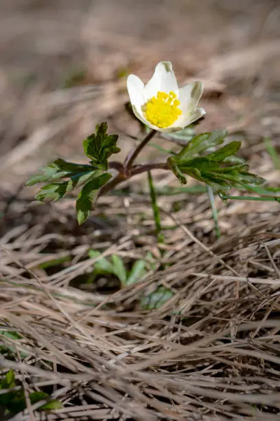 closeup view of that beautiful early flowering plant