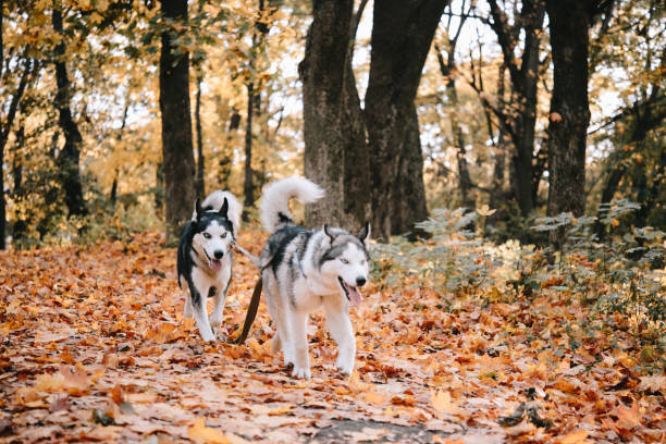 istock Two husky puppies in an autumn park 1149902433