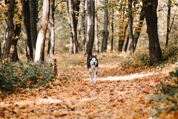 istock Siberian Husky runs in autumn park 1149902434