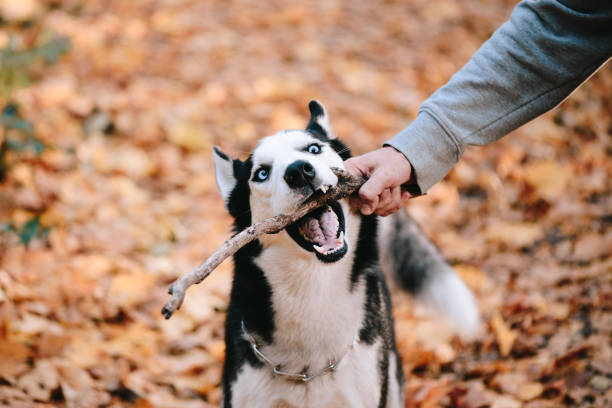 istock Siberian Husky playing with a stick 1149902438