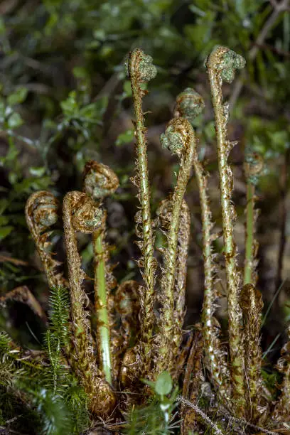 new shoots of fern in closeup view
