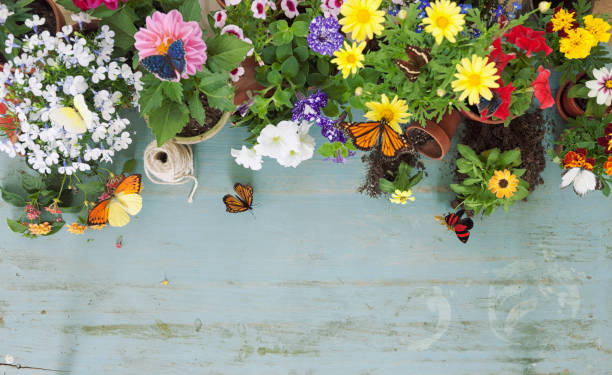 Aerial view of flowers with butterflies against a defocused rustic blue wood background.