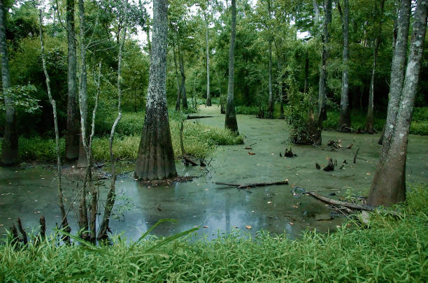 A swamp at Tickfaw State Park, located 7 mi (11 km) west of Springfield, in Livingston Parish, Louisiana, USA.
