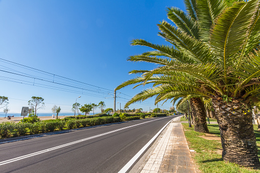 Road at seafront in Athens, Greece, palm trees at side.