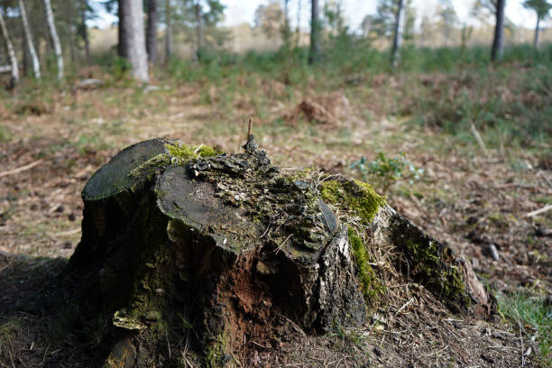 istock Moss covered tree stump in woodland 1149905060