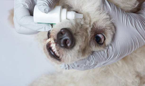 istock Healing dog eye 1149905173
