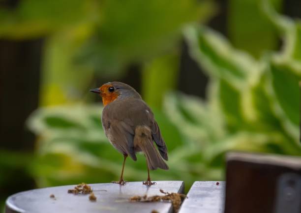 istock European robin sitting on a table in a cafe in southern Germany 1149905221