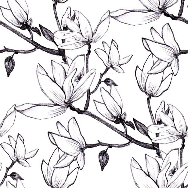 ręcznie rysowane wzory bezszwowe kwiaty magnolii na białym tle. - sweet magnolia tree blossom white stock illustrations