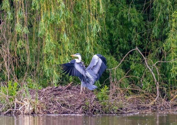 istock Landing grey heron near  a small pond in southern Germany 1149905929
