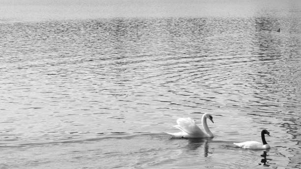 istock Swans at The Lake 1149906063