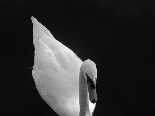 istock Swans at The Lake 1149906071