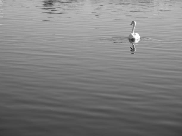 istock Swans at The Lake 1149906072