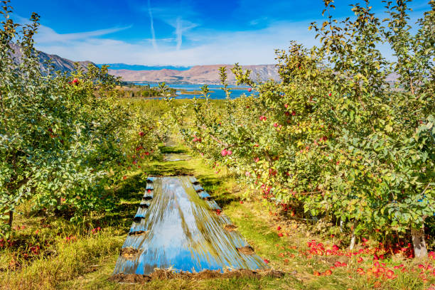 Stock photograph of an apple orchard in Brewster, Okanogan County, Washington state, USA on a sunny day.
