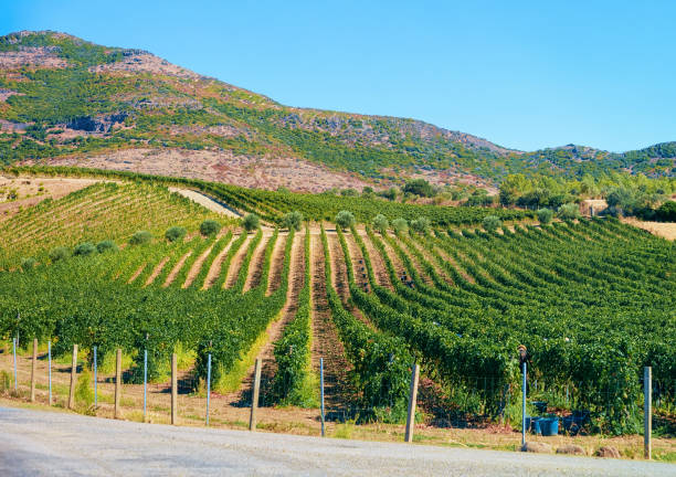 Empty road without cars in Sardinia Island with vineyards Empty road without cars in Sardinia Island in Italy in summer. Panorama with highway and green nature and blue sky. Vineyards on the background sardinia vineyard stock pictures, royalty-free photos & images