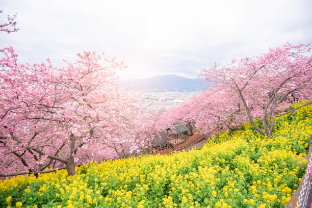 istock Beautiful Cherry Blossom in Matsuda , Japan 1149908496