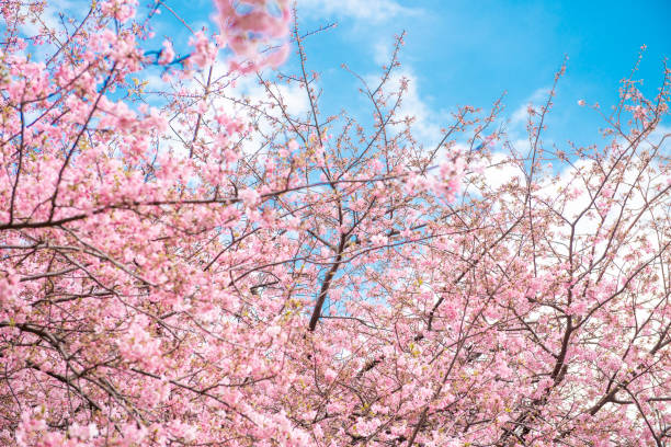 istock Beautiful Cherry Blossom in Matsuda , Japan 1149908510