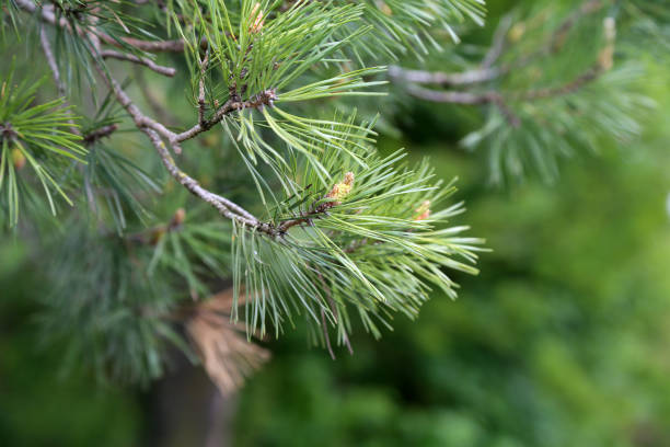 istock A branch of pine with cones on a green background 1149908752