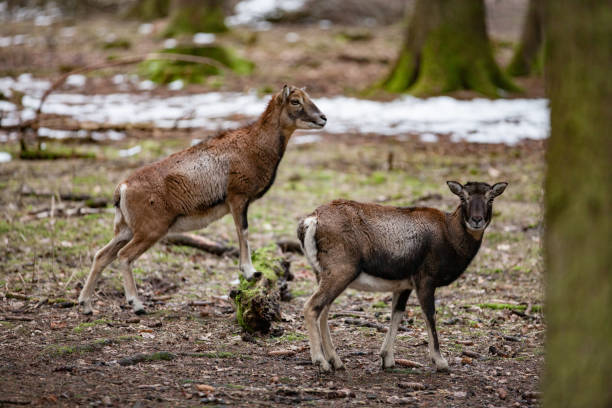 istock European mouflon in the German forest 1149909825