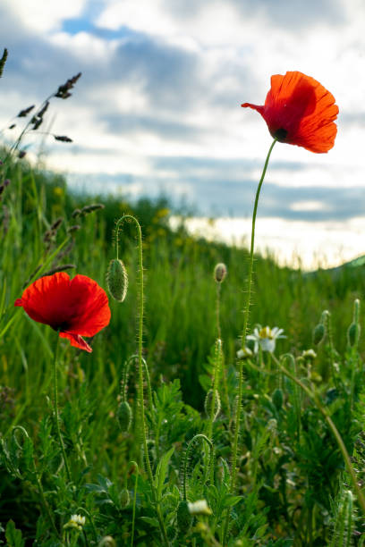 istock early morning sunny red poppy field scene 1149911243