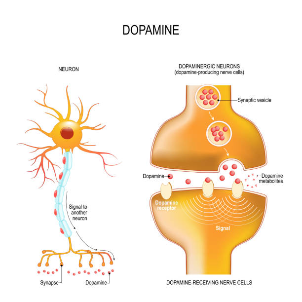 Dopamine. closeup presynaptic axon terminal, synaptic cleft, and dopamine-receiving nerve and dopamine-producing cells Dopamine. closeup presynaptic axon terminal, synaptic cleft, and dopamine-receiving nerve and dopamine-producing cells. Labeled diagram. Vector illustration for educational, biological, medical, and scientific use human nervous system illustrations stock illustrations