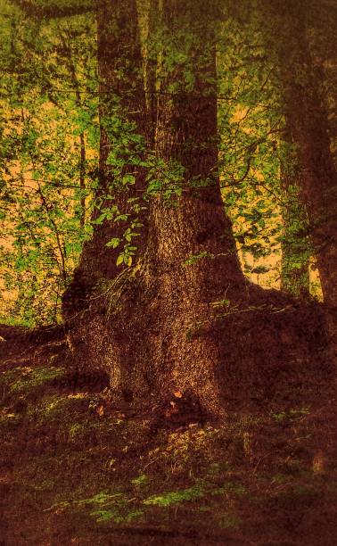 istock A group of majestic trees in the forest with orange colored effects. 1149913814