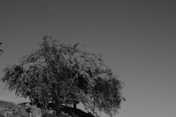 Black and white landscape with lonely tree