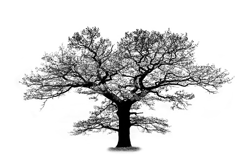 Oak tree silhouette isolated on white background with a beautiful curved branches that looks like a lungs