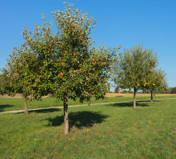 Countryside view in Switzerland at the end of September stock photo