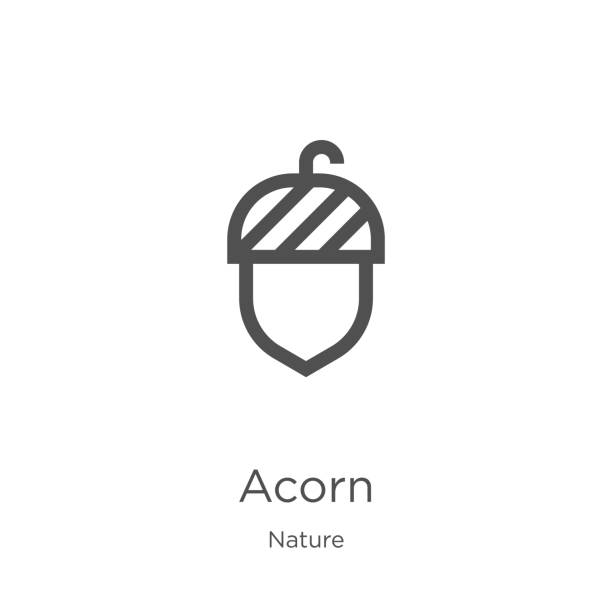 acorn icon vector from nature collection. Thin line acorn outline icon vector illustration. Outline, thin line acorn icon for website design and mobile, app development acorn icon. Element of nature collection for mobile concept and web apps icon. Outline, thin line acorn icon for website design and mobile, app development acorn stock illustrations