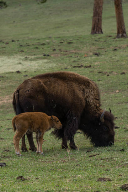 istock Newborn Bison Calf with Mother 1149924273