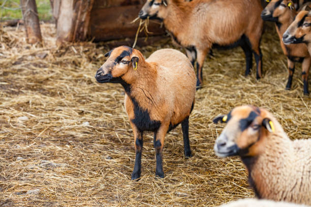 Cute Cameroon sheep in the forest (Germany)
