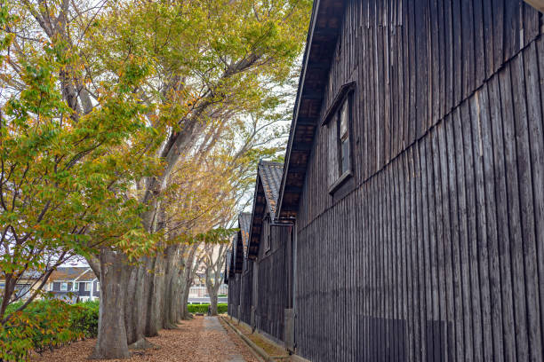 istock Zelkova row of trees and warehouse 1149930642