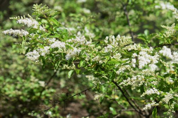 Chinese privet flowers Chinese privet flowers / Ligustrum sinense / Chinese ligustrum privet stock pictures, royalty-free photos & images