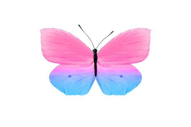istock butterfly isolated on white background. colorful insect. close-up 1149933496