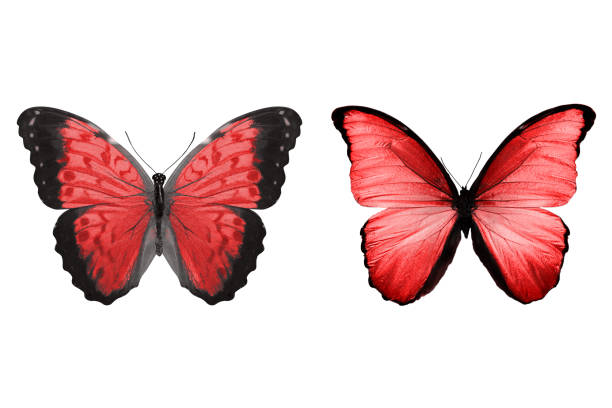 istock beautiful two red butterflies isolated on white background 1149933578