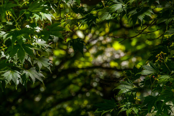 istock Green leaves that receive sunlight in the afternoon. 1149934071