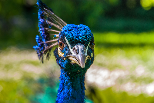 Close up view of The Indian peafowl or blue peafowl (Pavo cristatus), a large and brightly coloured bird.